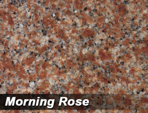 Morning Rose